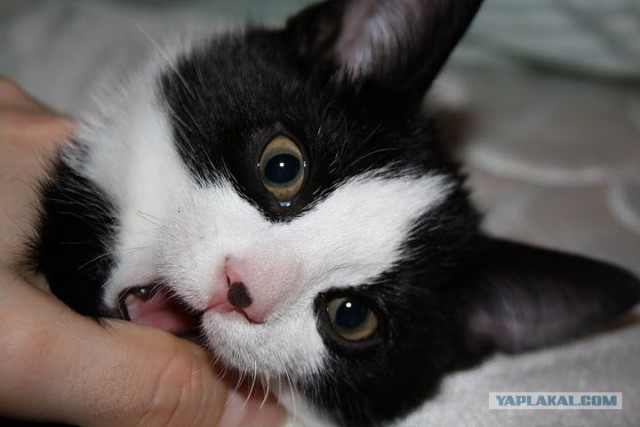 Котовторник 27.12.11