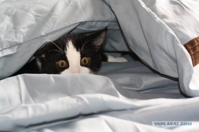 Котовторник! 13.03.2012