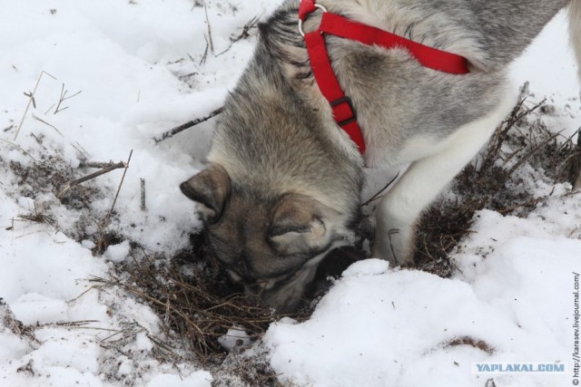 2 года Собаке-терминатору
