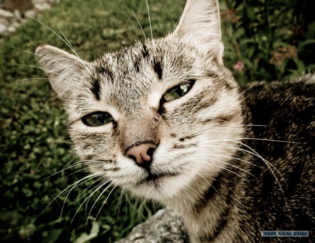 Котовторник  21.08.12