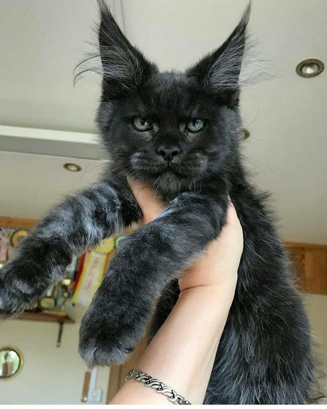 Прикольных котов пост