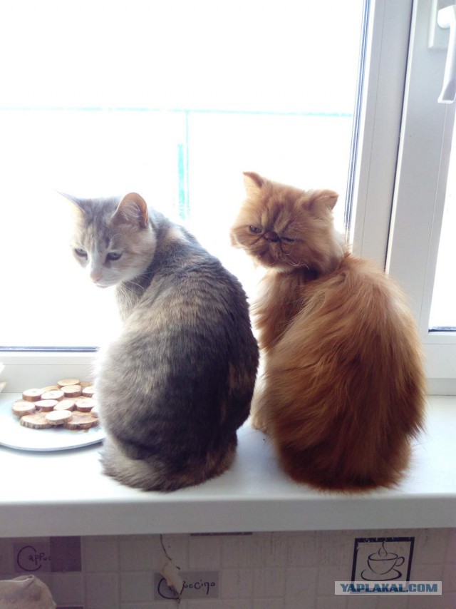 Котовторник 26.02.2019