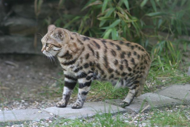 Дикий котовторник