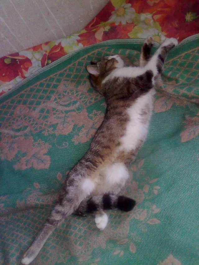 Кошки, которые заснули в самых невообразимых позах