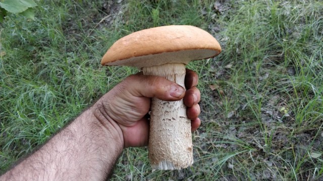 Подарки из леса