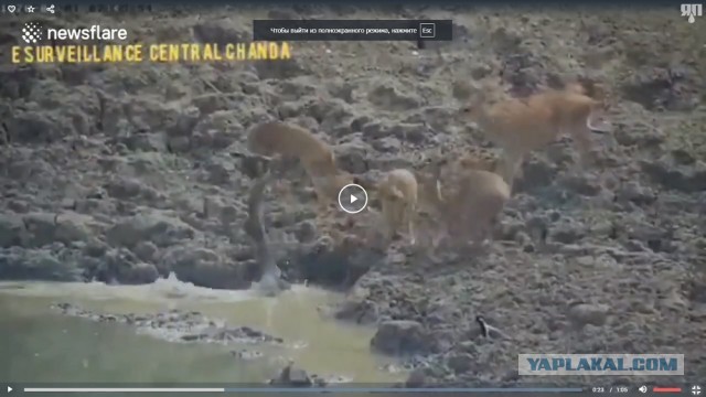Это тебе не крокодайл
