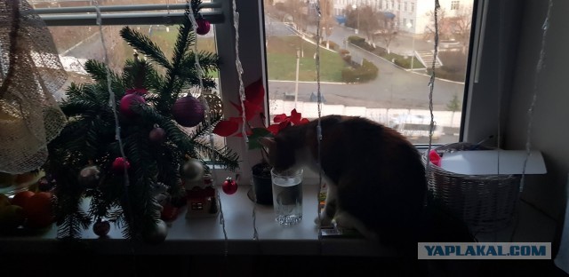 Котовторник *новогодний* 31/12/2019
