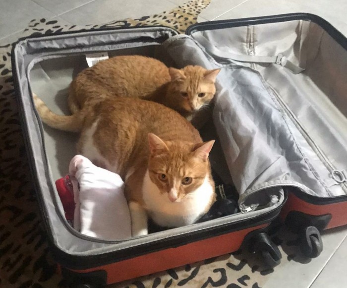 Что значит поза, в которой спит твоя кошка