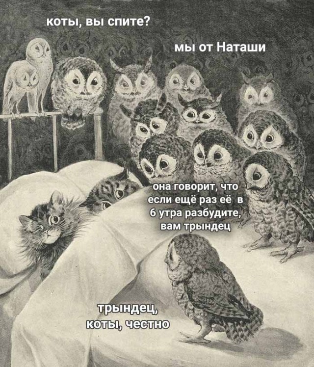«Наташ, ты спишь?» Мемы с котами стали хроникой смутных времен