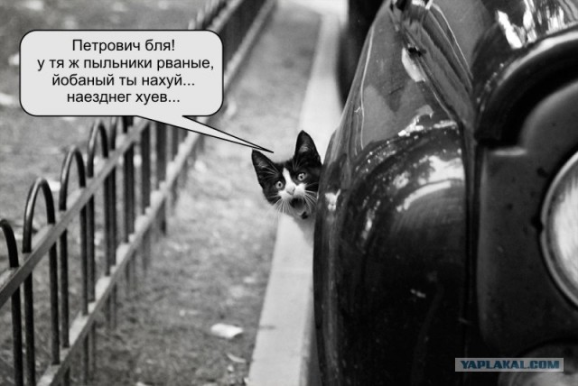 Фотожаба: Кот