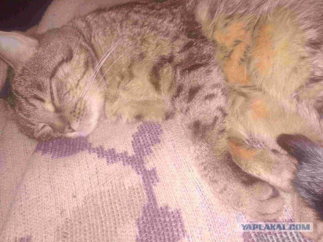 Надо своим котэ выписывать начать