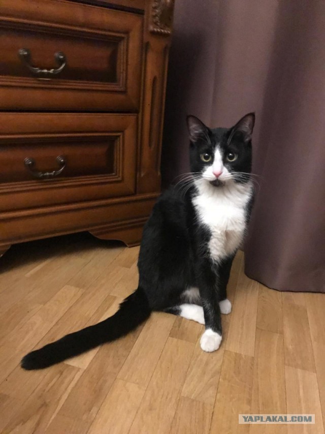 Котовторник 17.11.20