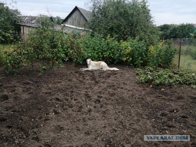 Ловушка для соседских кошек, которые гадят не там, где надо