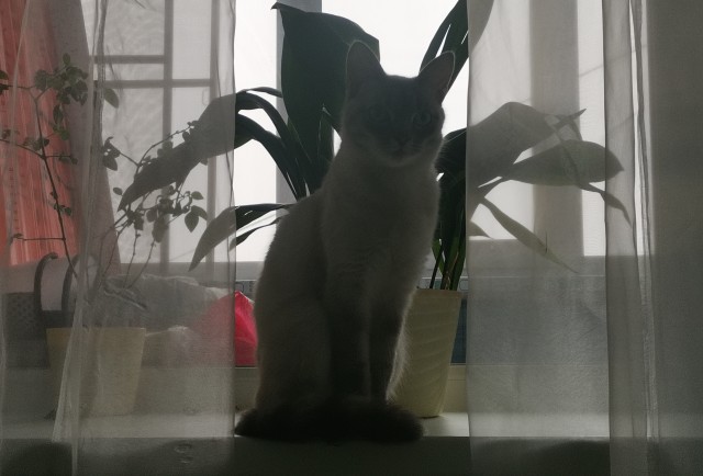 Подобрашка к котовторнику