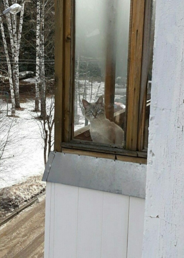 Всех кошатников с Праздником!