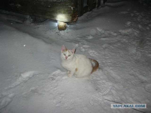 Жизнь домашнего приюта для котеек 333