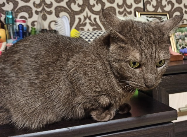 Котовторник же!