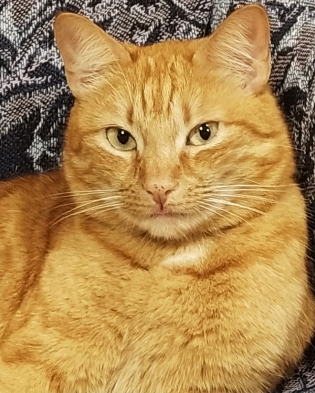 Даешь котовторник!