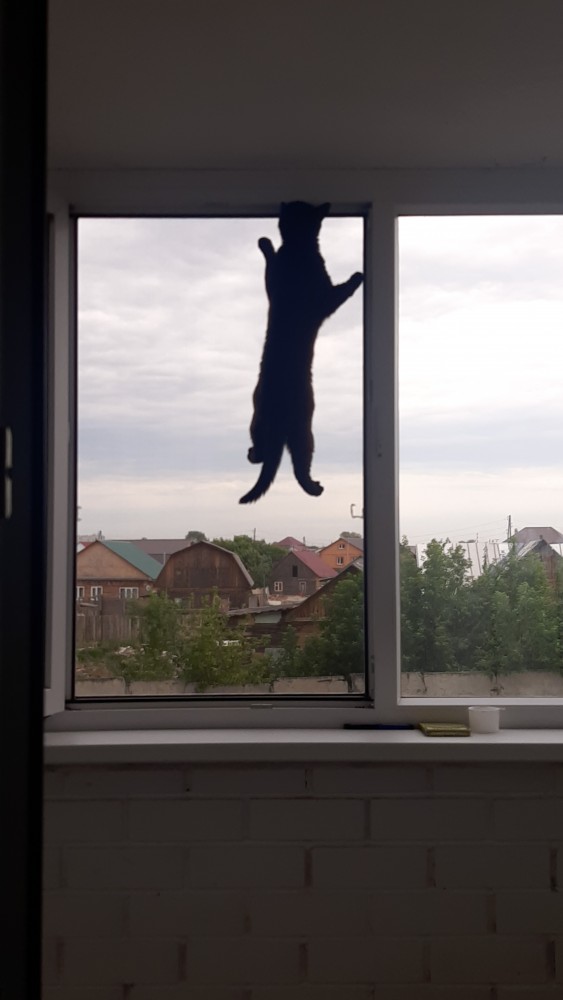 А котовторник уже начался?
