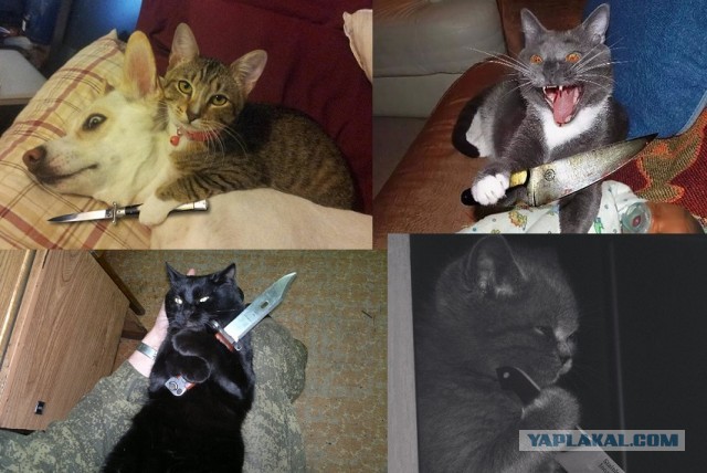 Котики от Нарвского