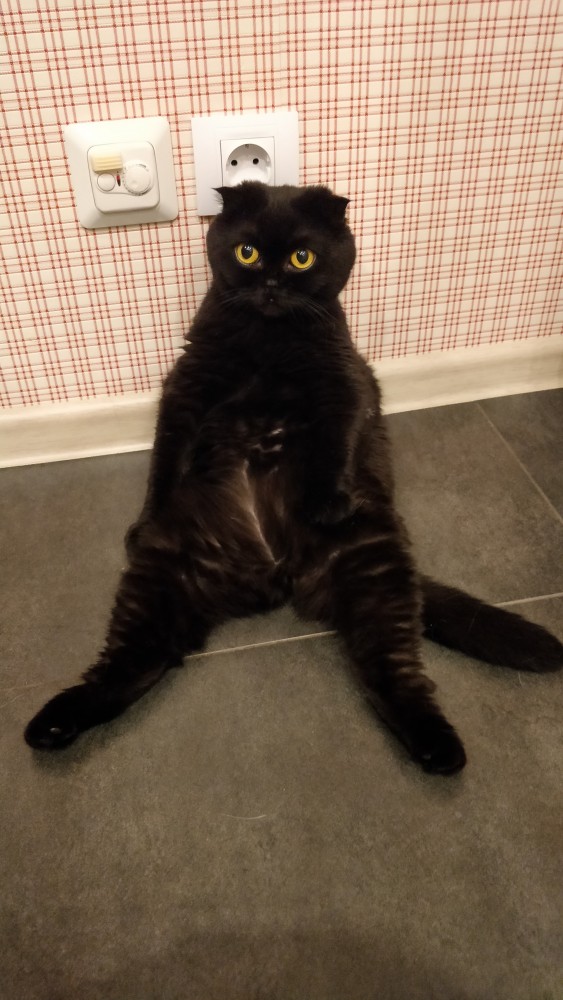 Котовторник
