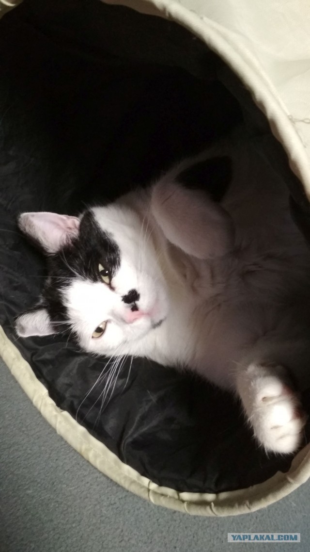 Господа и дамы ЯПа! Котовторник у нас начался! Отойдите от политоты и давайте котиков побольше!