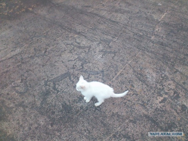 Русский север