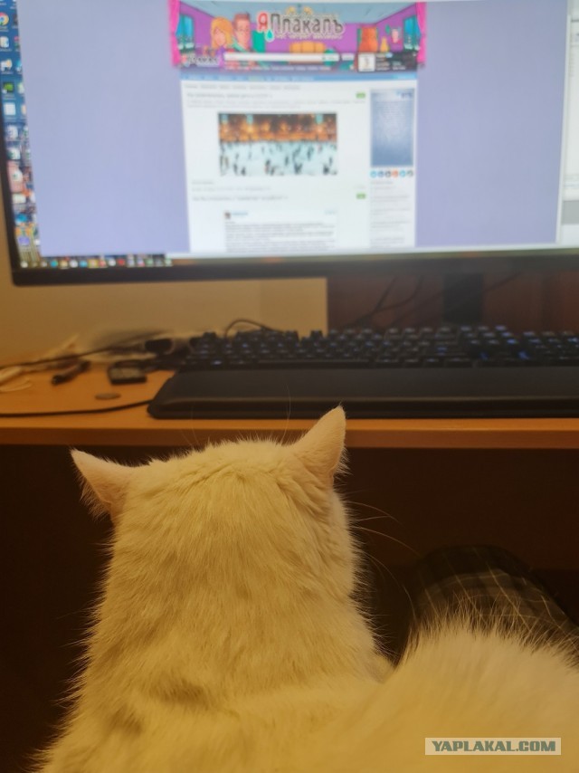 Уличный котей - 1, домашний котей +1