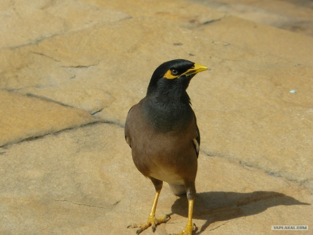 Немного Тая