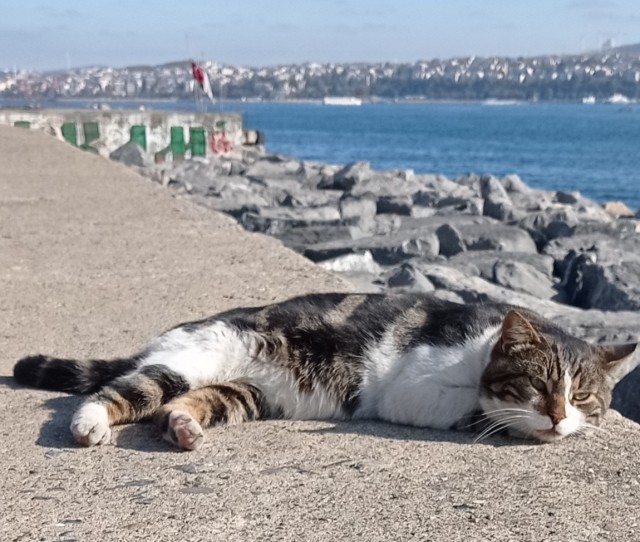 Котики Стамбула