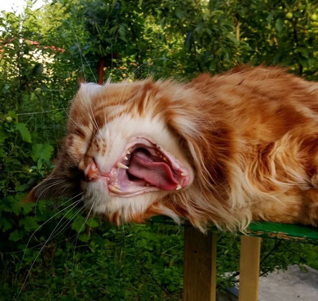 Котячьих потягушечек вам в ленту!