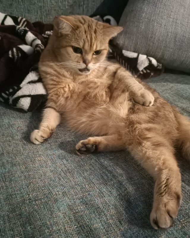 Коты - мастера на все лапы