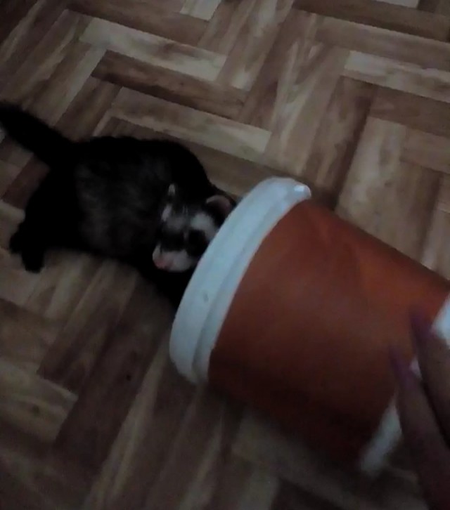 Я опять кота нашёл