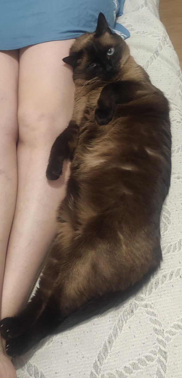 Котовторник, просто Барс