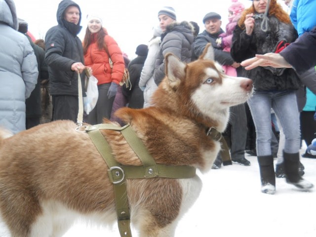 Весна чё. )))  Карасёв что такое мышковать?