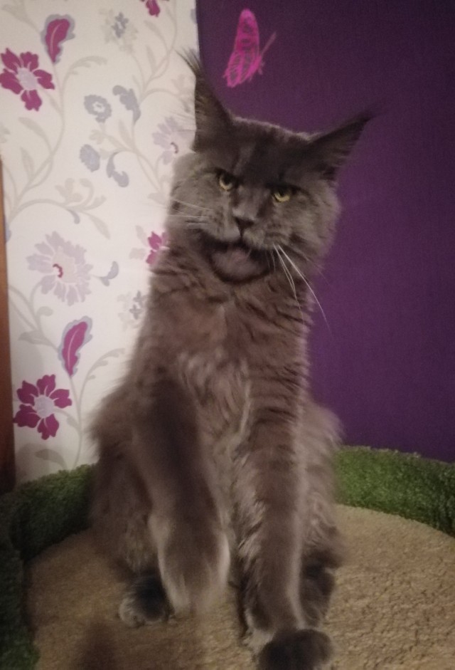 Кот, который смотрит на собак, как на свою добычу