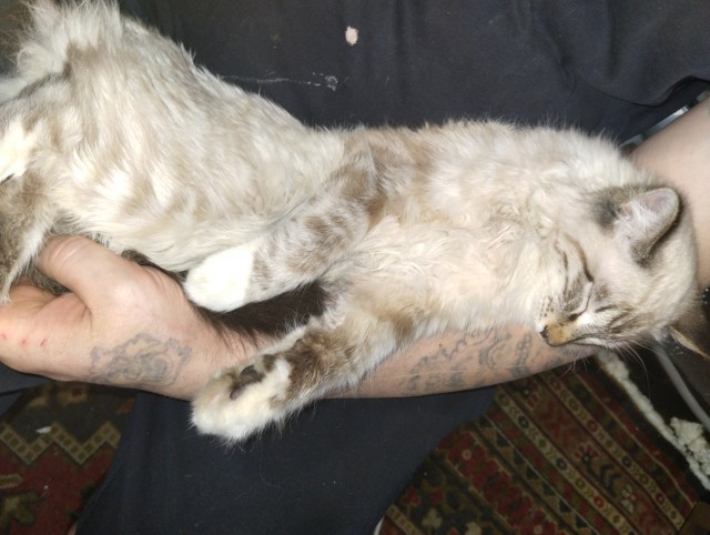 Господа, не котовторник, но нужна помощь