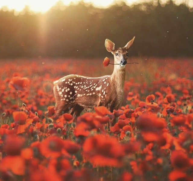 Литературный конкурс "Драма"