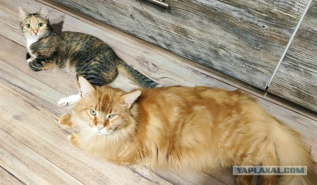 Разница между мейн-куном и обычным котом