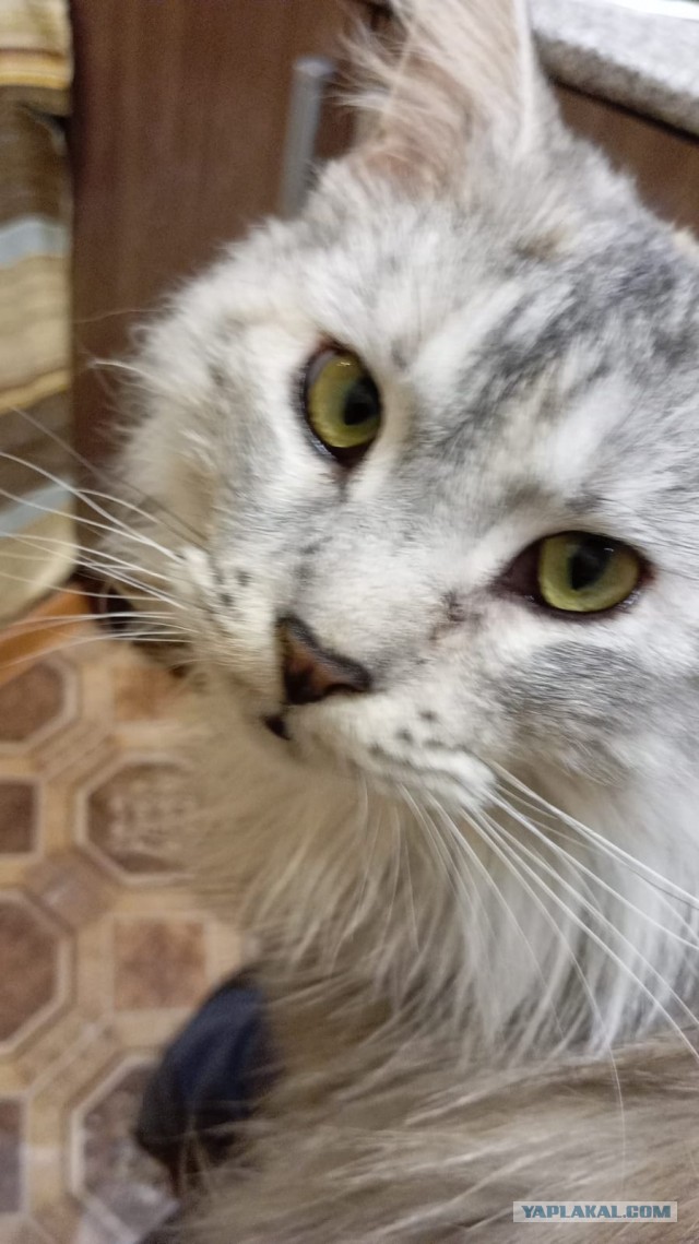 Коть, тебе нормально?
