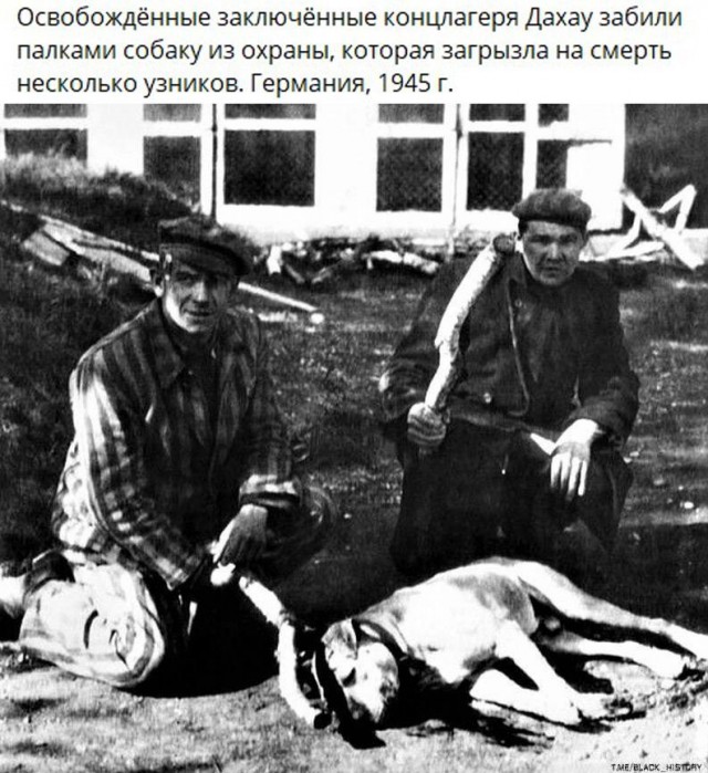 Собаки из истории в картинках