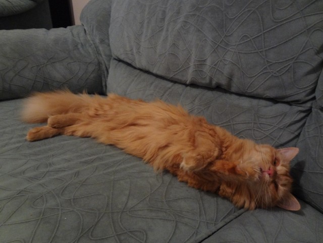 Котовторник 21.05.2013