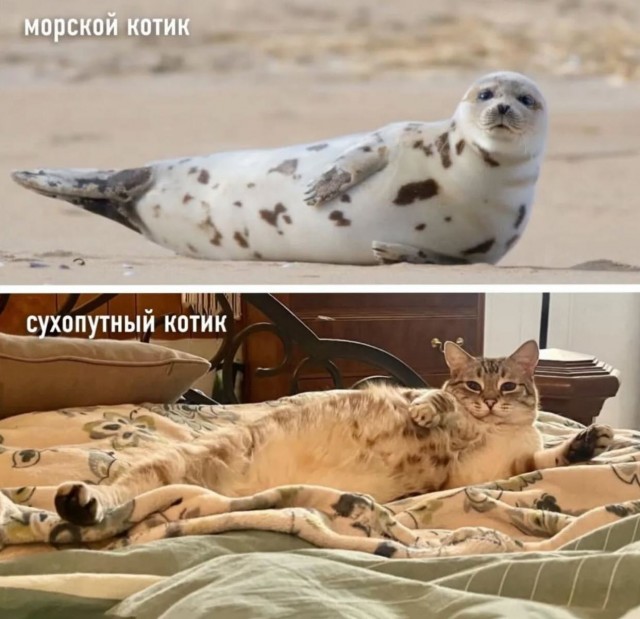 Завалялось тут случайно немного забавных картинок