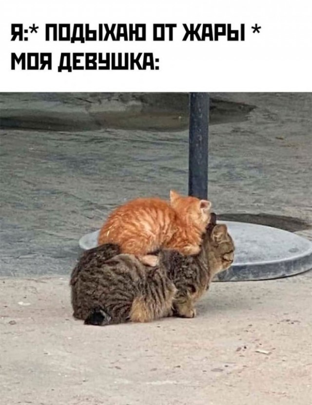 Веселые картинки в понедельник 21.04