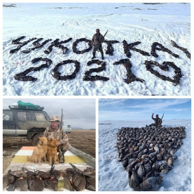 Краснокнижные журавли-красавки оказались на грани вымирания из-за саудовских шейхов