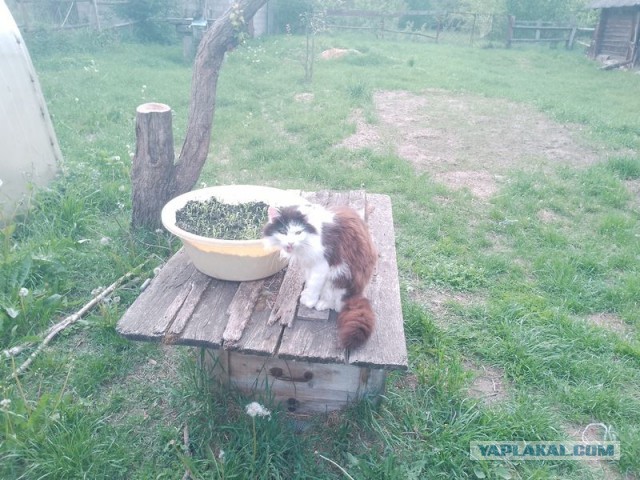 Жизнь домашнего приюта для котеек 545