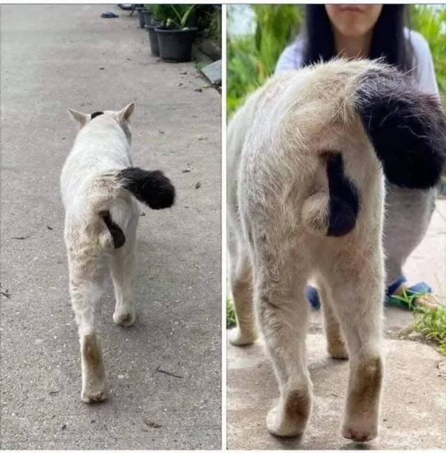 Вам каких котят?!