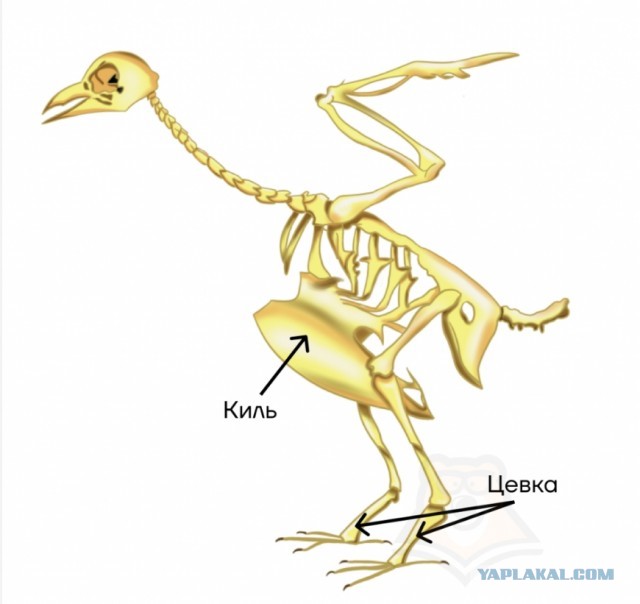 Оно ест... И может отплясывать