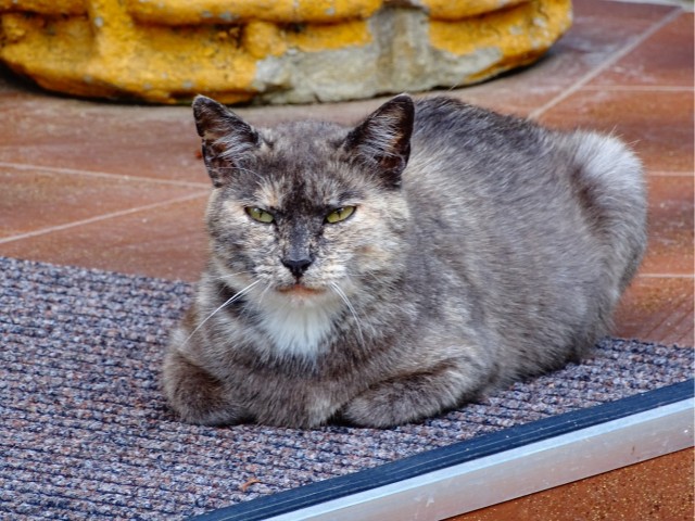 Турецкий кот.