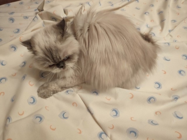 Котаняны